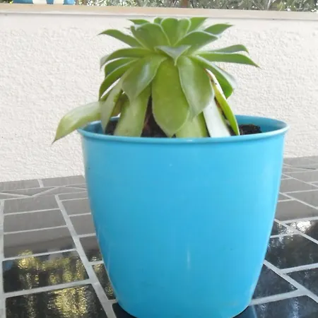 Appartement Aba Hvar Town